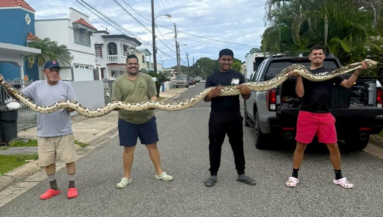 El joven destacó que es la serpiente más grande que ha visto con vida