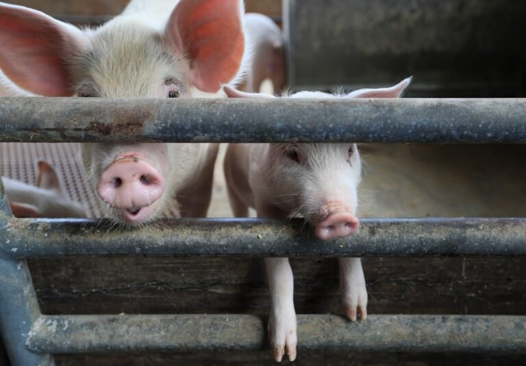 Esta enfermedad no afecta a los humanos ni se contagia por el consumo de productos de cerdo