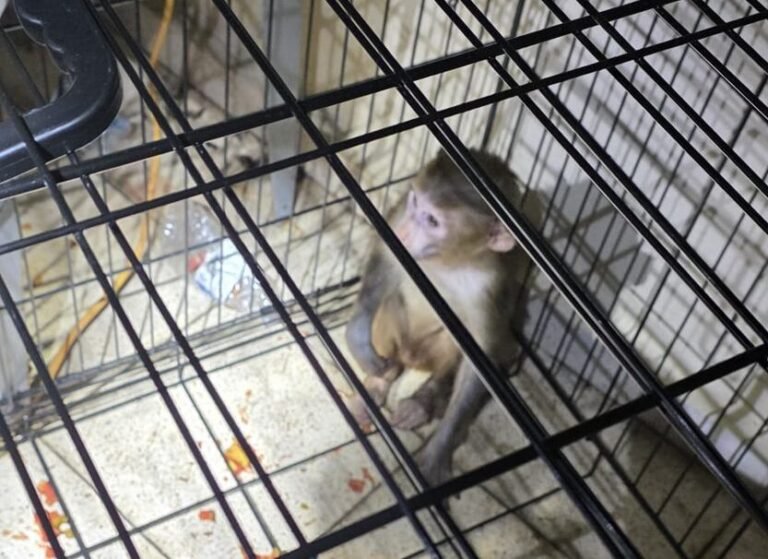 Tras el hallazgo de la Policía, el Departamento de Recursos Naturales se hizo cargo del animal