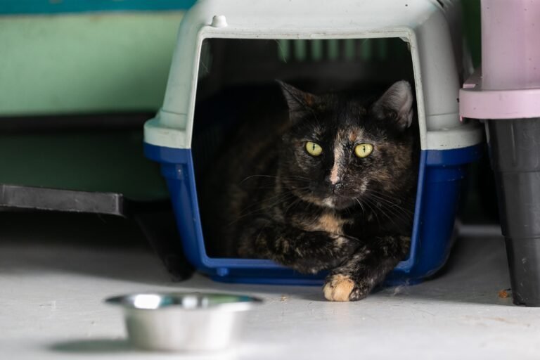 La actividad se realizará en el centro comercial San Patricio Plaza, en Guaynabo