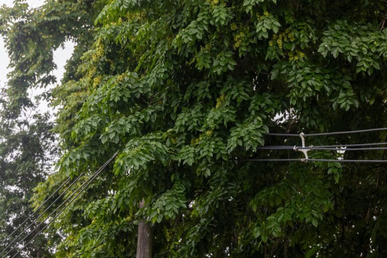 El consorcio aludió a las restricciones de efectivo disponible y adelantó que espera reanudar las labores en enero