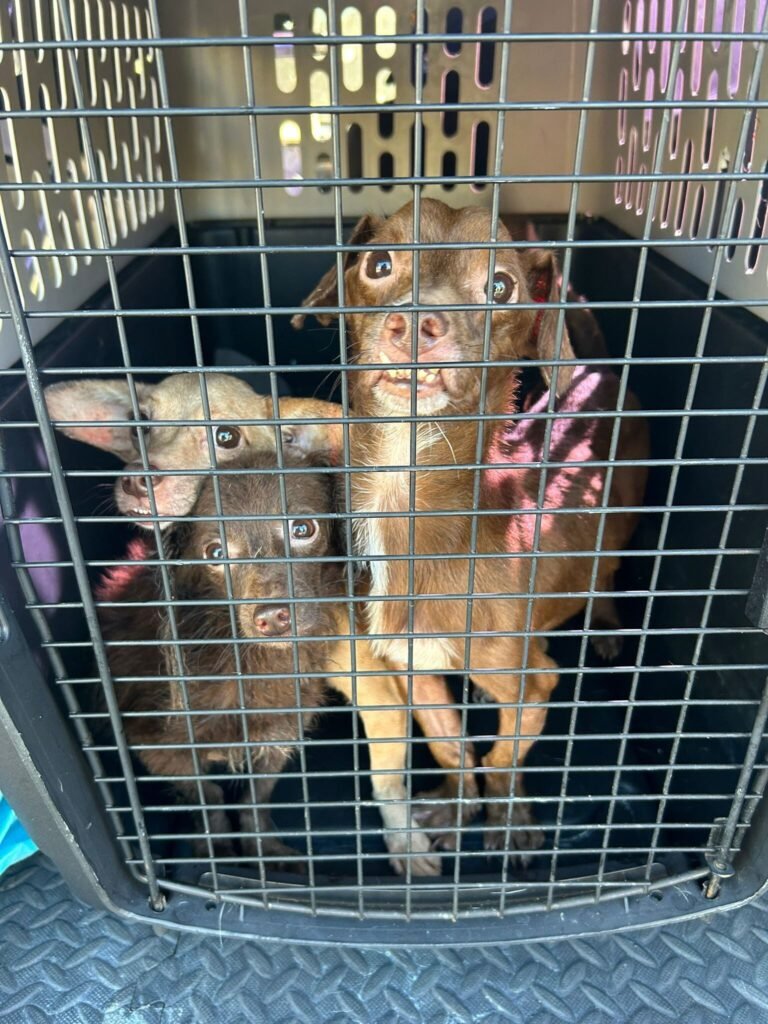 Una jueza encontró causa para su arresto y le impuso una fianza de $10,000, la cual no prestó, por lo que fue ingresada en la prisión