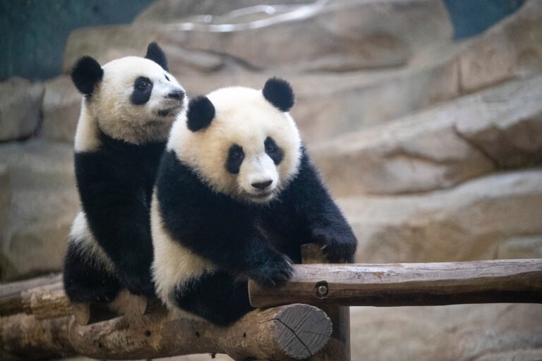 Conoce la historia de Huan Huan y Yuan Zi, quienes despegaron este martes del aeropuerto parisino Charles de Gaulle