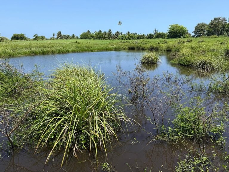 Aprovechando los incentivos contributivos vigentes, la organización siguió a paso firme con los esfuerzos de protección ambiental