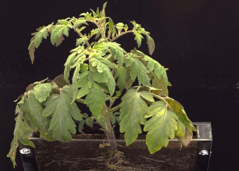 El Centro de Biotecnología y Genómica investiga los procesos de crecimiento, interacción y adaptación de las plantas