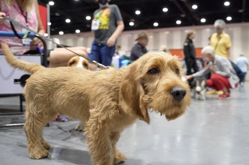 El American Kennel Club reconoció a un sabueso de caza francés, un terrier estadounidense y un perro faldero ruso