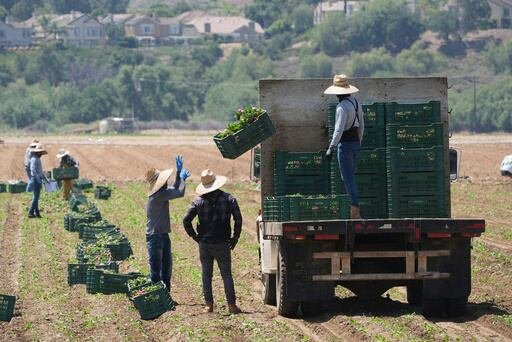 El Departamento de Agricultura de Estados Unidos publicó el miércoles las cifras sobre la cantidad de ayuda por acre