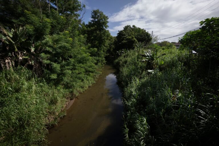 Las organizaciones hicieron un llamado al Cuerpo de Ingenieros y el gobierno estatal a desistir del proyecto