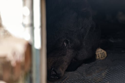 El animal estaba refugiándose en el lugar, lo que levantó preocupación por los daños a la propiedad y el desplazamiento de la fauna salvaje