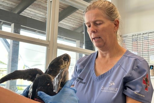 A medida que la temperatura del océano desciende, se vuelven letárgicas, desnutridas e hipotérmicas