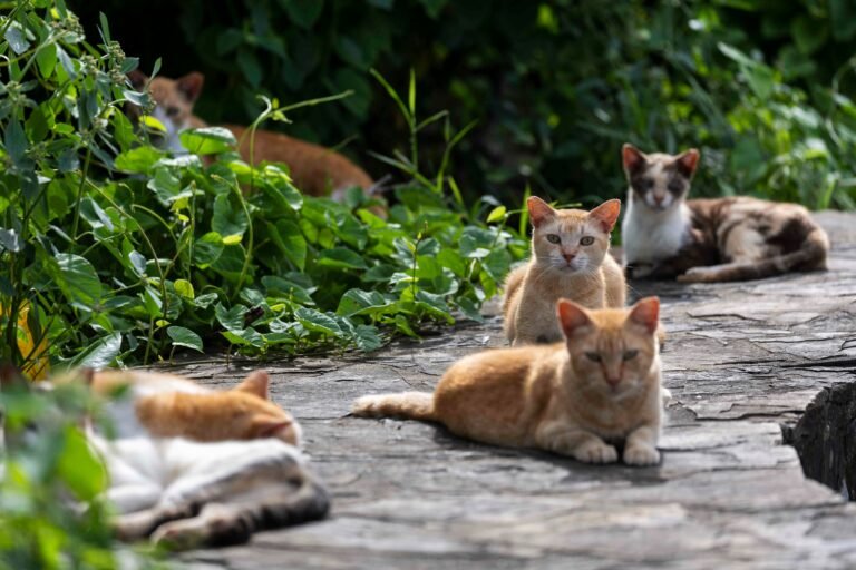 El llamado “Cliff Project”, a cargo del Cuerpo de Ingenieros del Ejército de Estados Unidos, bloquearía el acceso a la vereda hasta 18 meses, lo que impediría alimentar y cuidar los felinos