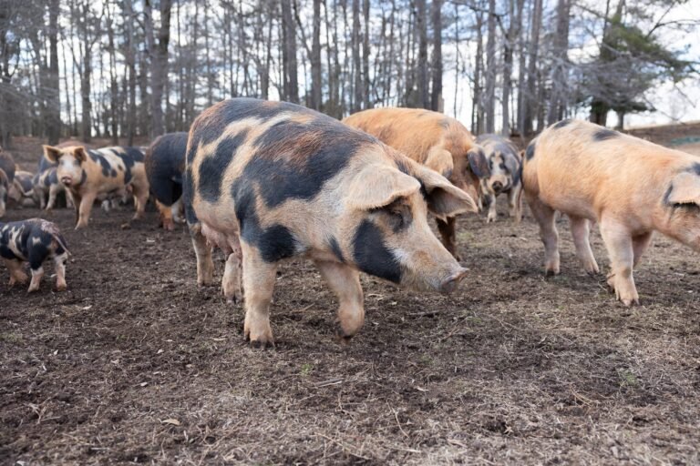 La prohibición del entrenamiento con “fuego real” que incluya animales forma parte del proyecto de ley anual de defensa