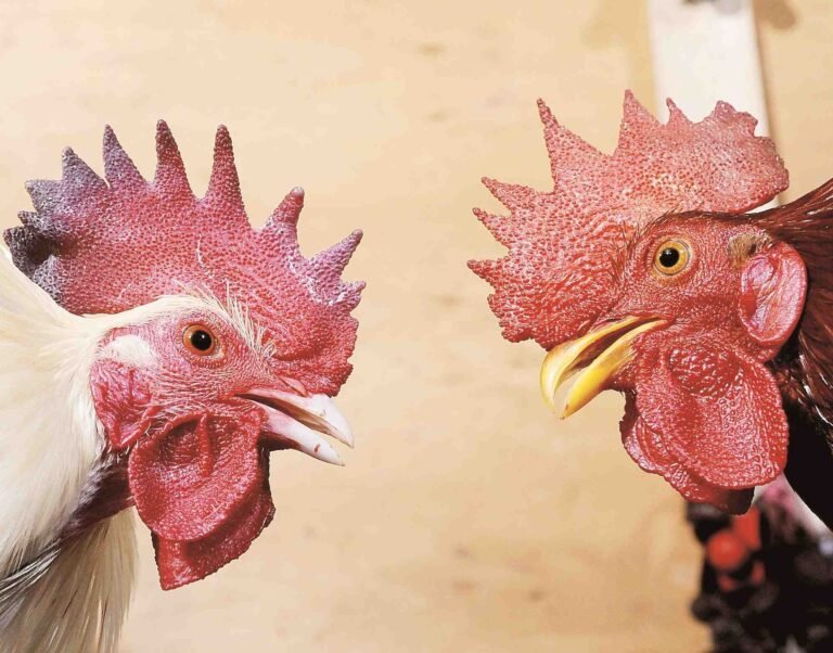 Las aves tienen un valor total de $3,000