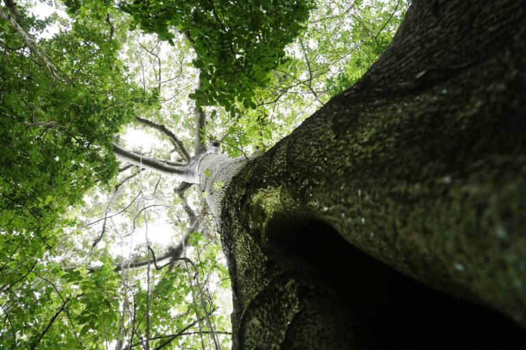 El querellante indicó que, mientras limpiaba un terreno aledaño a su residencia, se le acercaron dos hombres