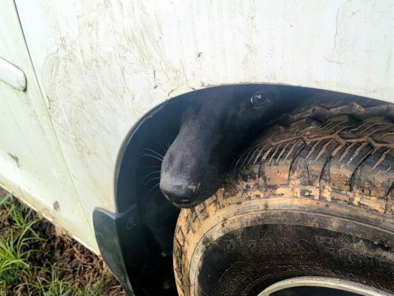 La rápida acción de tres bomberos fue clave para que el can pudiera salir en buen estado tras quedar atascado entre una goma y un guardalodos
