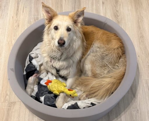 Abbie, una mezcla de golden retriever, merodeó 25 millas después de escapar de un área de descanso antes de que un dron con imágenes térmicas la localizara