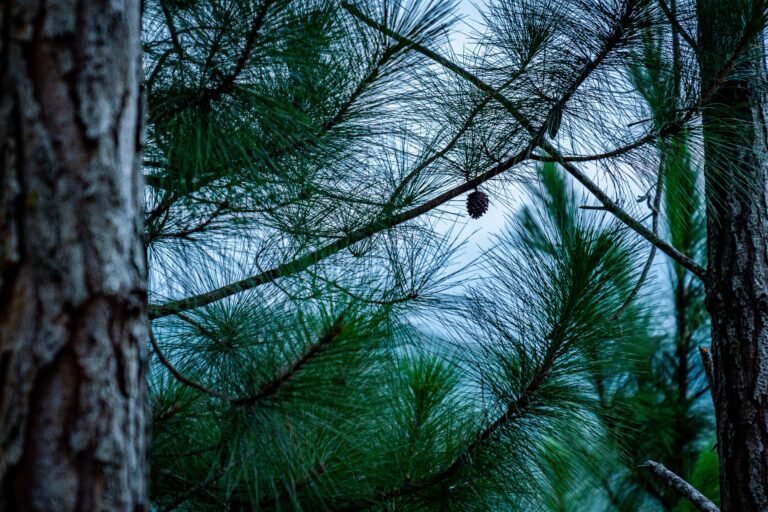 El árbol fue derribado por un tornado en marzo de 2025 y truncado desde la raíz