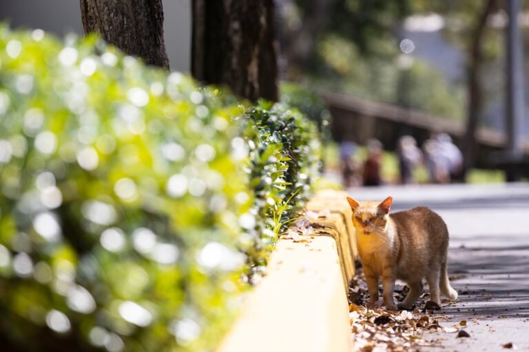 Según documentos judiciales, el “Proyecto Cliff” –que cerraría parte de la vereda hasta 18 meses– está previsto a comenzar, como temprano, el 2 de febrero