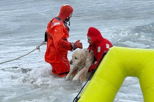 Phoenix, un labrador amarillo, fue salvado por los bomberos de Misquamicut y Watch Hill tras caerse por el hielo en Westerly.