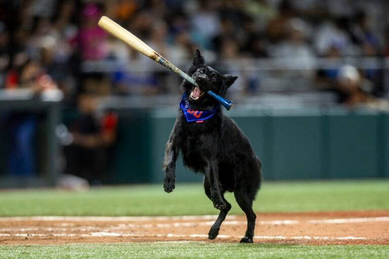El pastor alemán de los Cangrejeros de Santurce se ha robado la atención del público en la temporada 2025-26 de la LBPRC