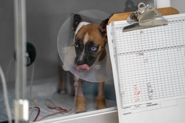 Puerto Rico cuenta con 194 centros de salud animal en 51 municipios, pero solo hay cuatro hospitales que operan 24/7, en San Juan, Trujillo Alto y Caguas