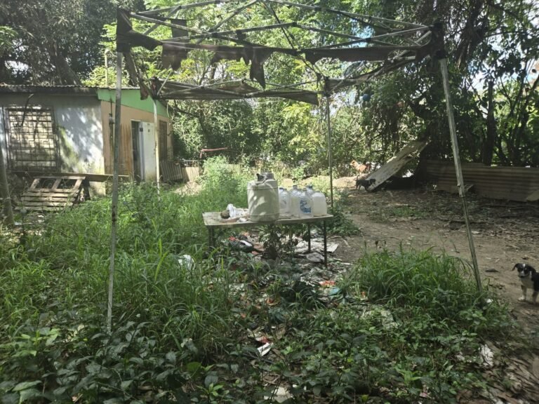 La organización sin fines de lucro también estará brindando cuidado veterinario, pero solicita donativos de la ciudadanía para costear los tratamientos