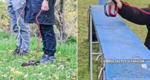 Un video grabado en Berlín muestra a personas caminando con correas sin mascotas, lo que ha generado debate en redes sociales