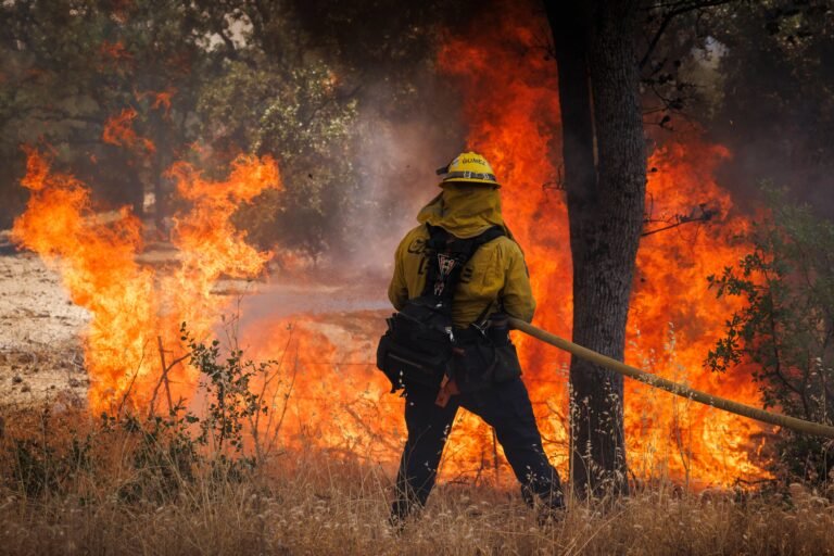 El siniestro crecía en el condado de Collier, al oeste de Miami, en la Reserva Nacional del Gran Ciprés