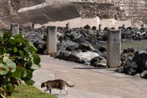 Las partes acordaron que la dependencia federal no tomó las decisiones que supuestamente provocan los daños reclamados