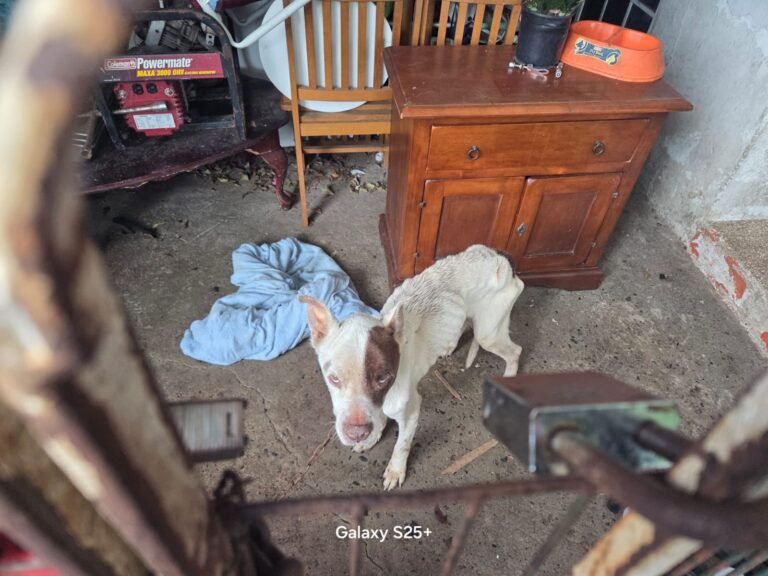 Dos de los canes ya fallecieron, mientras que otros cuatro serán eutanasiados para acortar su agonía