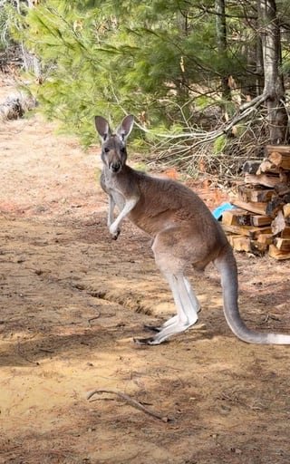 La huída del marsupial, de 16 meses de nacido, provocó una búsqueda que terminó con un final feliz
