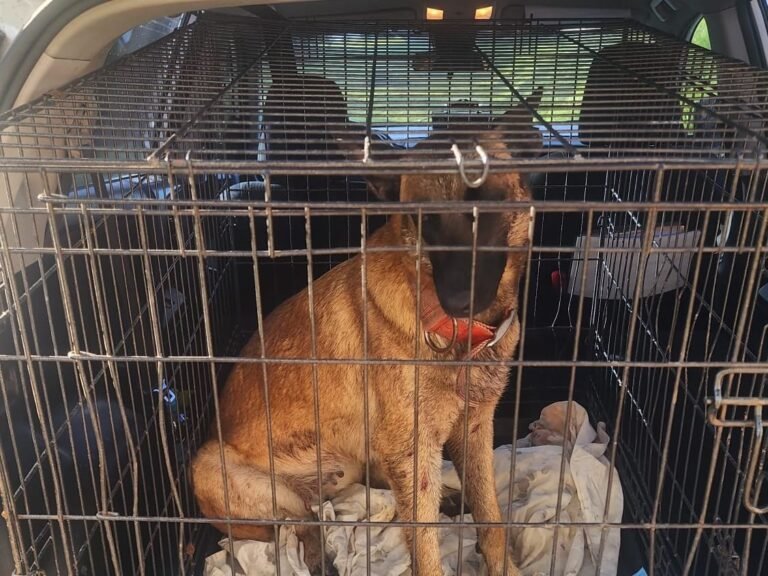 Agentes de la Uniformada lograron intervenir con el can, quien está bajo la custodia de la fundación de rescatistas Ángeles Sin Voz