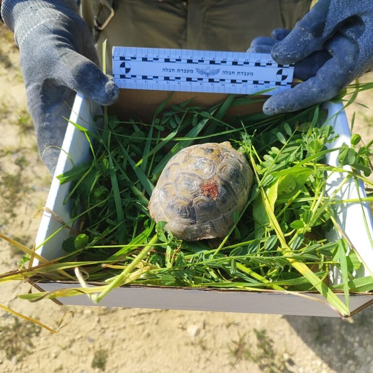 Los agentes del escuadrón antibombas descubrieron al pequeño reptil