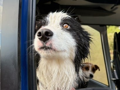 Molly fue encontrada días después de que su dueña fuera rescatada tras caer de una cascada