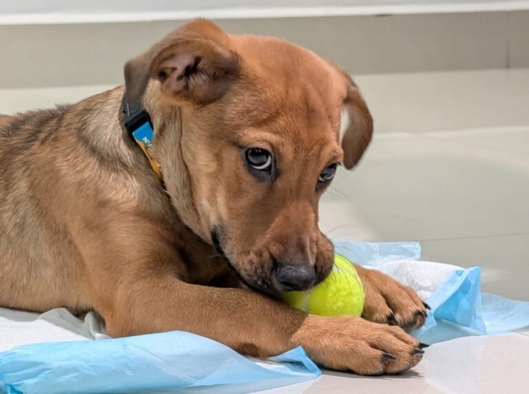 Es el primero de una iniciativa para promover la adopción y los derechos de los animales