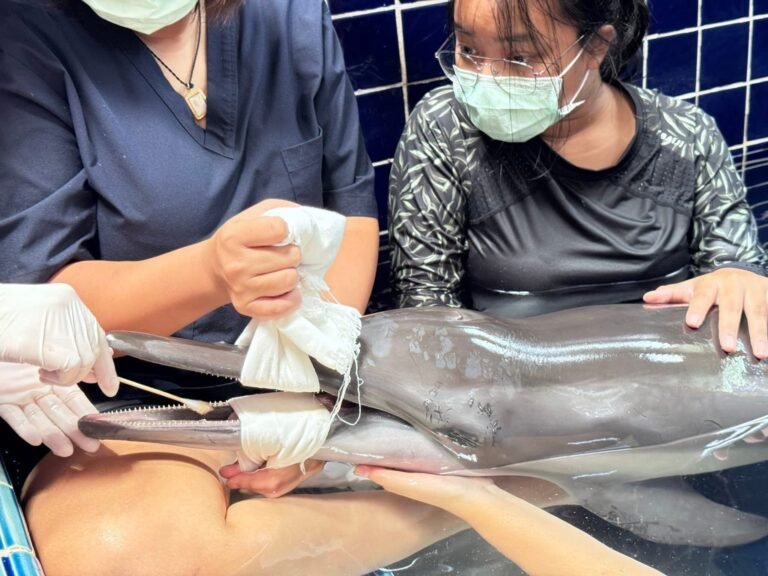 El animal fue hallado con algunas heridas y síntomas de deshidratación en una playa de la turística isla de Phuket