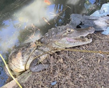 El animal estaba en la parte posterior de un residencial en Cataño, confirmó la Policía