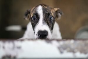 Pese a los estrictos procesos de adopción, los animales son dejados en los refugios después de ser parte de familias