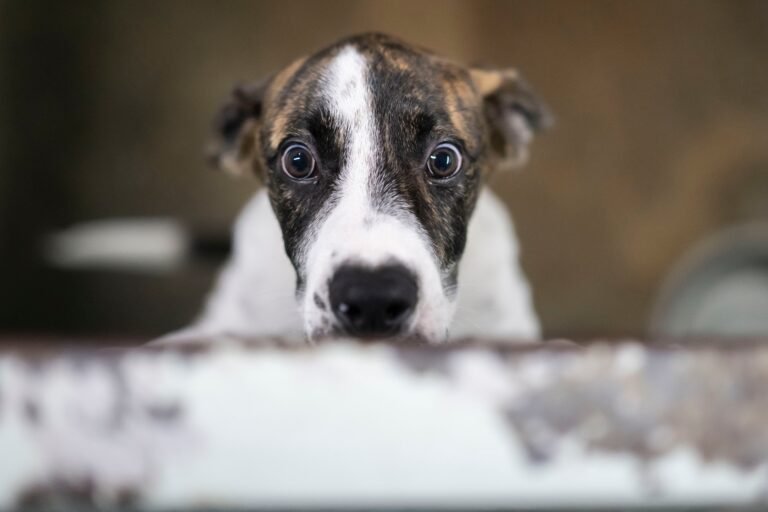 Pese a los estrictos procesos de adopción, los animales son dejados en los refugios después de ser parte de familias