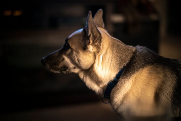 La menor se acercó a un can de raza pastor alemán, que se encontraba amarrado