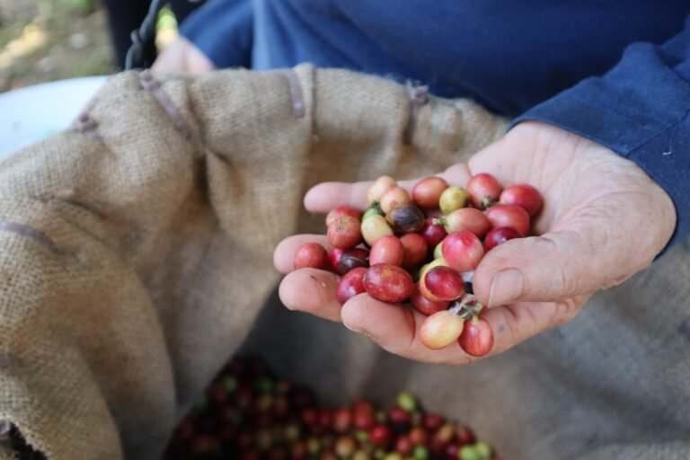 El Departamento del Trabajo federal aprobó poco más de 600 visas, de un total de 823 solicitadas por el gobierno