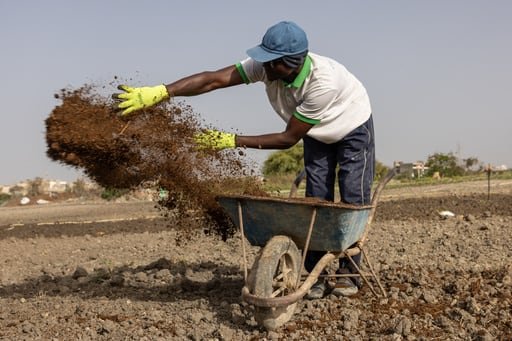 Ante la guerra en Irán, que dispara precios, agricultores de África, Brasil e India buscan alternativas orgánicas como estiércol y composta
