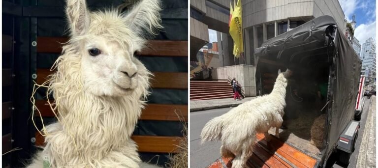 El Instituto Distrital de Protección y Bienestar Animal estará encargado de adelantar el proceso de rehabilitación médica y comportamental del animal