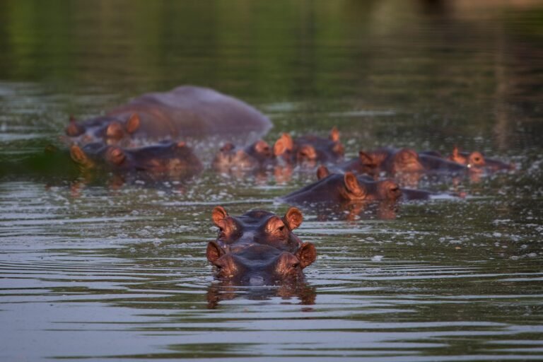 Las autoridades de Colombia piden acelerar el plan de control de esa especie invasora