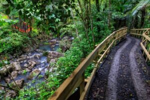 Voces del sector ambiental advierten que el cobro planteado podría excluir a familias del disfrute del Bosque Nacional, mientras el Servicio Forestal sostiene que eximir del pago a algún sector requeriría acción del Congreso