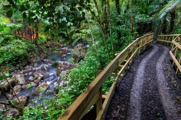 Voces del sector ambiental advierten que el cobro planteado podría excluir a familias del disfrute del Bosque Nacional, mientras el Servicio Forestal sostiene que eximir del pago a algún sector requeriría acción del Congreso