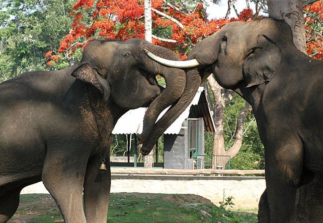 Una mujer murió en un santuario en India mientras observaba a estos animales