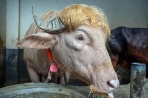 El animal pesa 700 kilogramos y tiene cabellera rubia