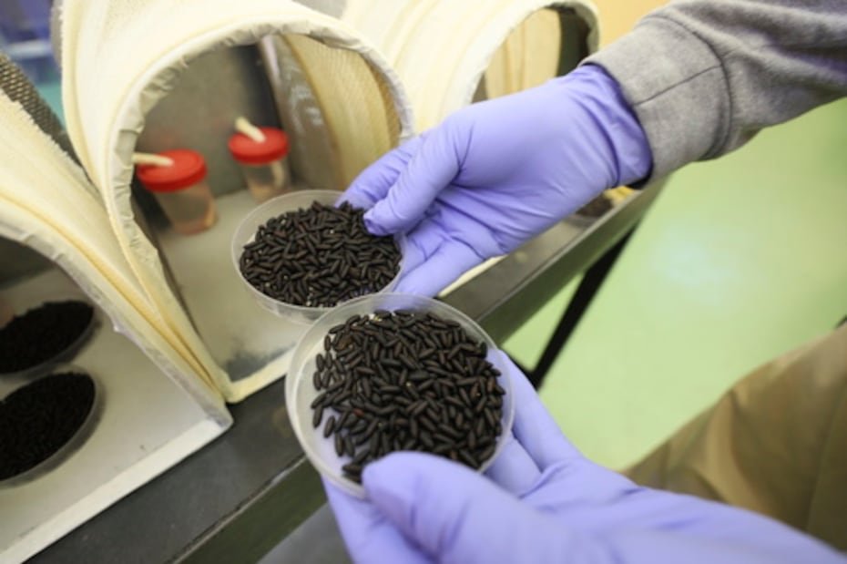 Las infestaciones por el gusano barrenador inician cuando la mosca Cochliomyia hominivorax deposita huevos en heridas o en otras partes del cuerpo de animales de sangre caliente vivos.