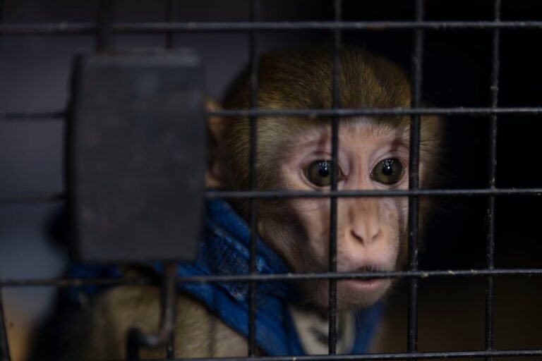 maltrato a primate